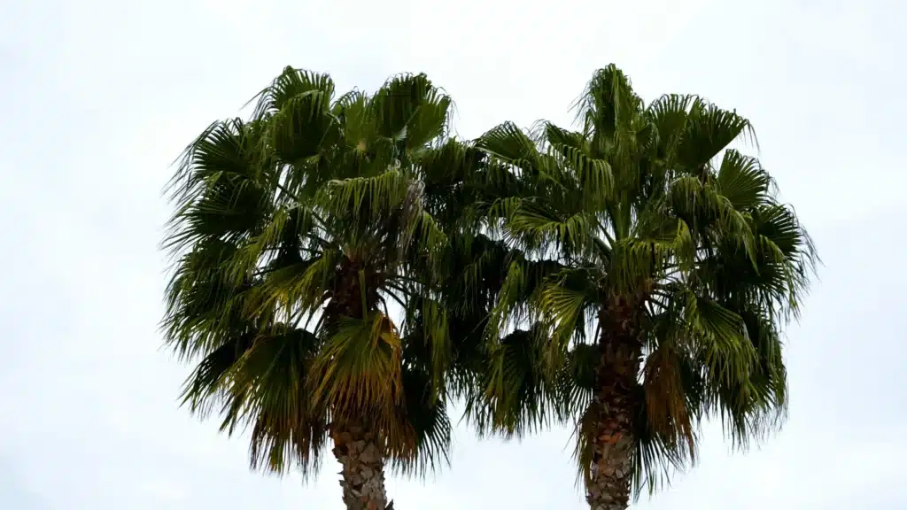 rv parks near mcallen tx​